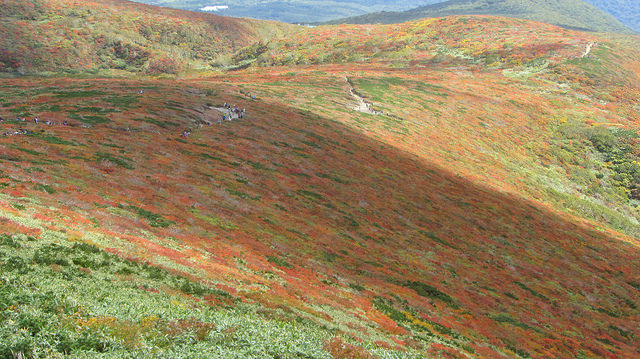 【日本賞楓】楓葉染紅山頭的栗駒山_img_44