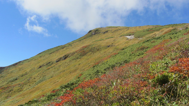 【日本賞楓】楓葉染紅山頭的栗駒山_img_46