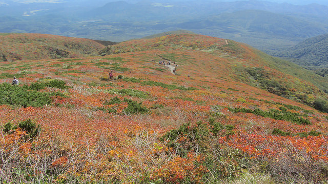 【日本賞楓】楓葉染紅山頭的栗駒山_img_47
