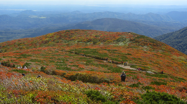 【日本賞楓】楓葉染紅山頭的栗駒山_img_50