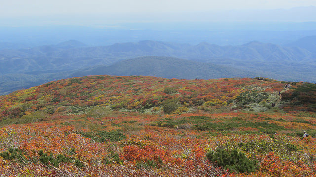 【日本賞楓】楓葉染紅山頭的栗駒山_img_49