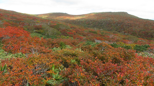 【日本賞楓】楓葉染紅山頭的栗駒山_img_52