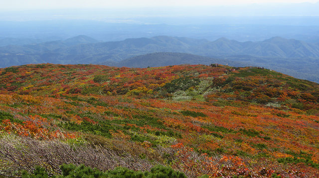 【日本賞楓】楓葉染紅山頭的栗駒山_img_53