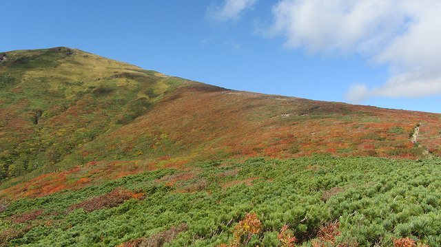 【日本賞楓】楓葉染紅山頭的栗駒山_img_55