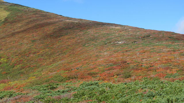 【日本賞楓】楓葉染紅山頭的栗駒山_img_56