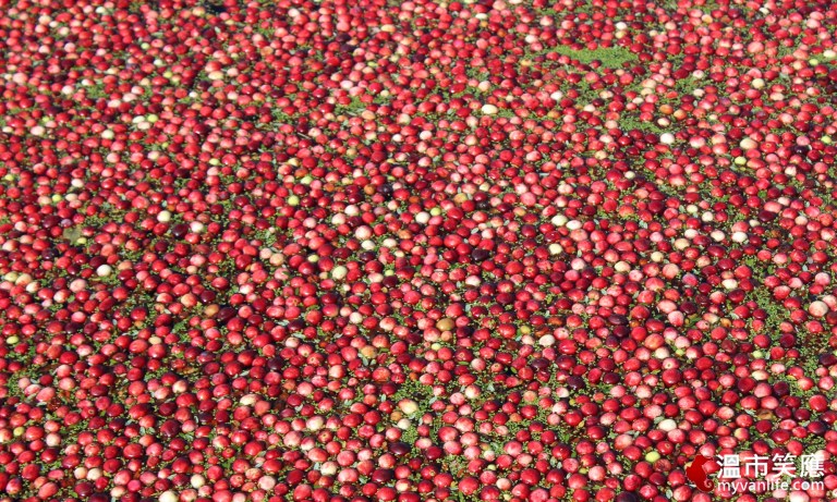 給我一顆小紅莓，我給你加拿大小鎮的歡樂慶典！_img_6