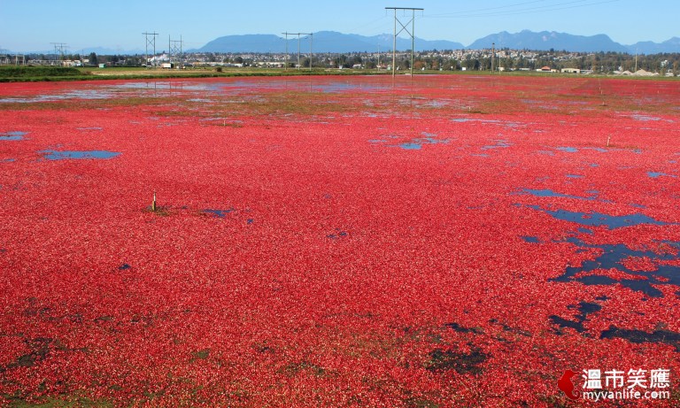 給我一顆小紅莓，我給你加拿大小鎮的歡樂慶典！_img_5