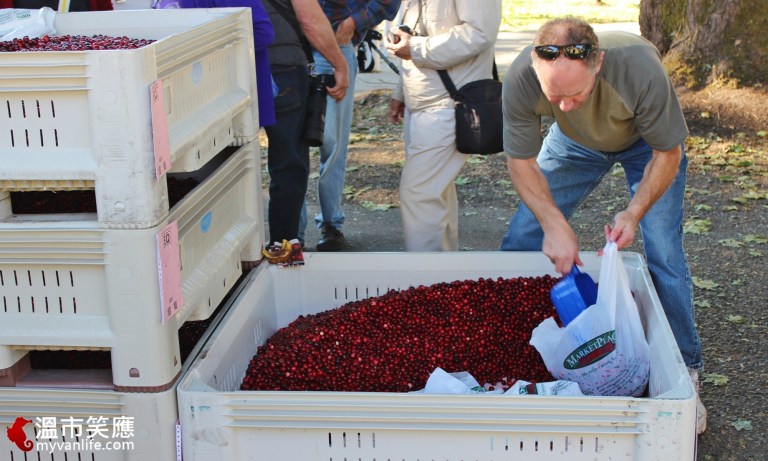 給我一顆小紅莓，我給你加拿大小鎮的歡樂慶典！_img_13