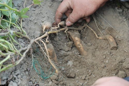 楊協翰執著有機，讓人吃到番薯的原味_img_1