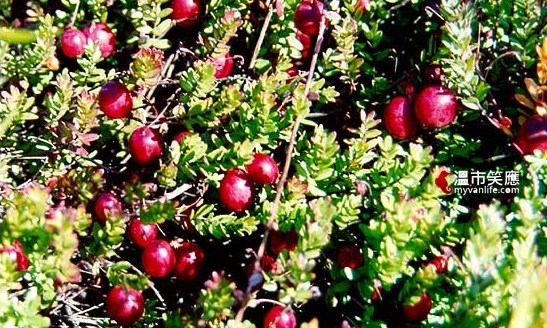 給我一顆小紅莓，我給你加拿大小鎮的歡樂慶典！_img_4