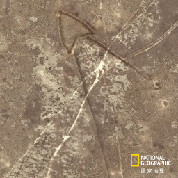 中亞神秘巨型箭頭陣 原來是動物死亡陷阱_img_4