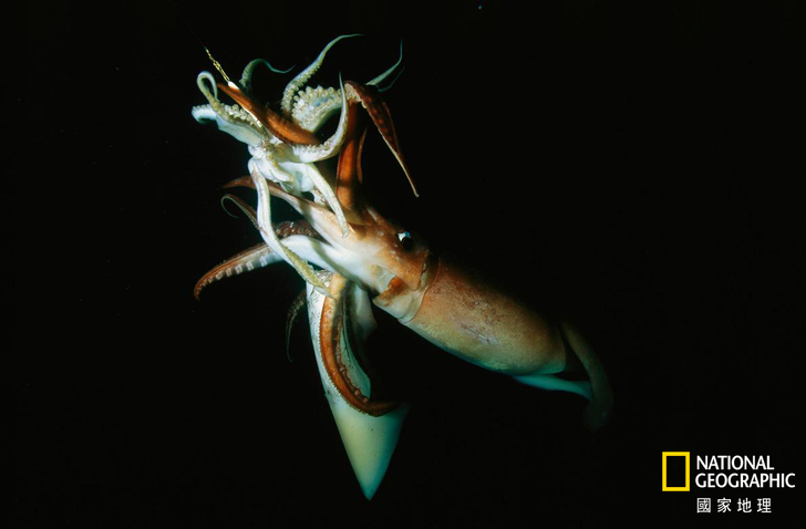 雄性食骨蠕蟲住在雌蟲體內 並從雌蟲頭部排出精子_img_1