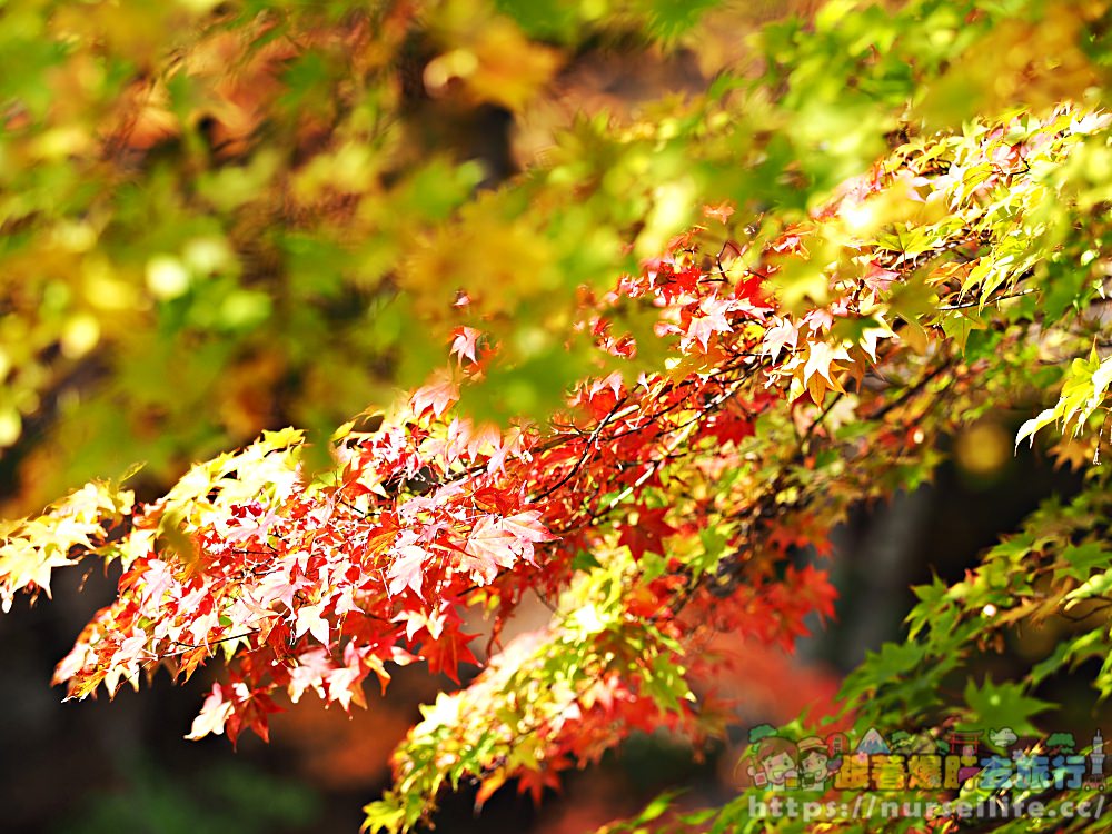 被紅葉包圍的感動！到岩手玄武洞、葛根田溪谷．轉角就能遇到楓_img_4