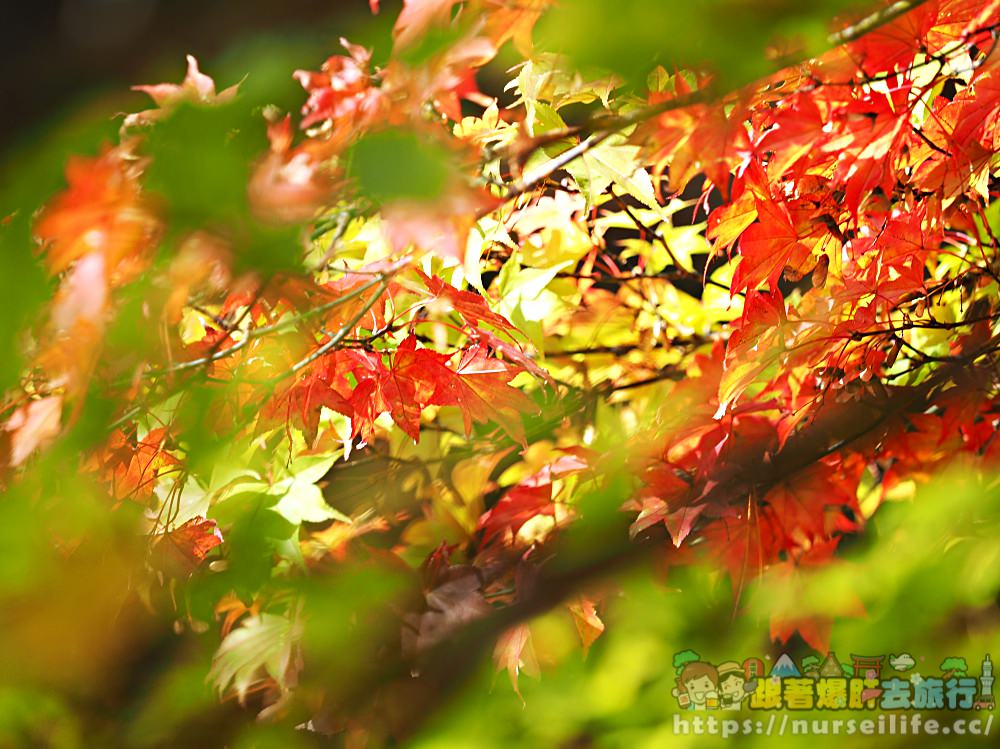 被紅葉包圍的感動！到岩手玄武洞、葛根田溪谷．轉角就能遇到楓_img_11
