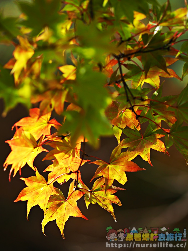 被紅葉包圍的感動！到岩手玄武洞、葛根田溪谷．轉角就能遇到楓_img_12