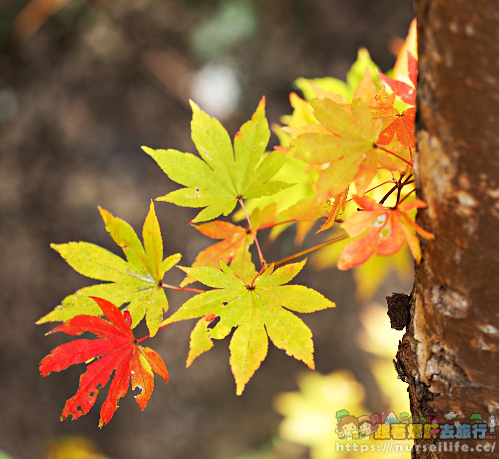 被紅葉包圍的感動！到岩手玄武洞、葛根田溪谷．轉角就能遇到楓_img_15