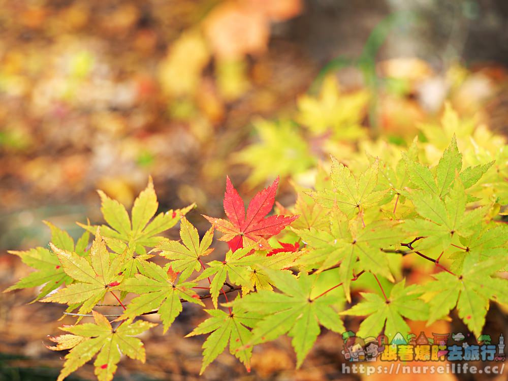 被紅葉包圍的感動！到岩手玄武洞、葛根田溪谷．轉角就能遇到楓_img_16