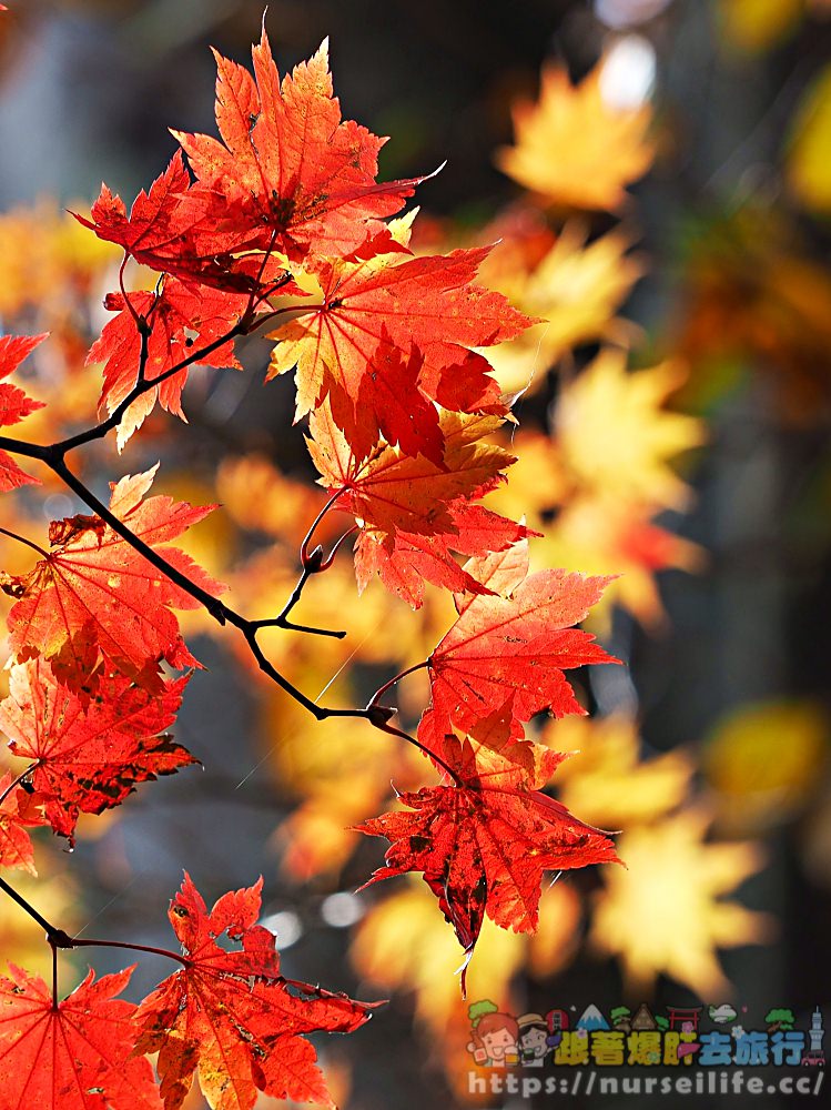 被紅葉包圍的感動！到岩手玄武洞、葛根田溪谷．轉角就能遇到楓_img_17
