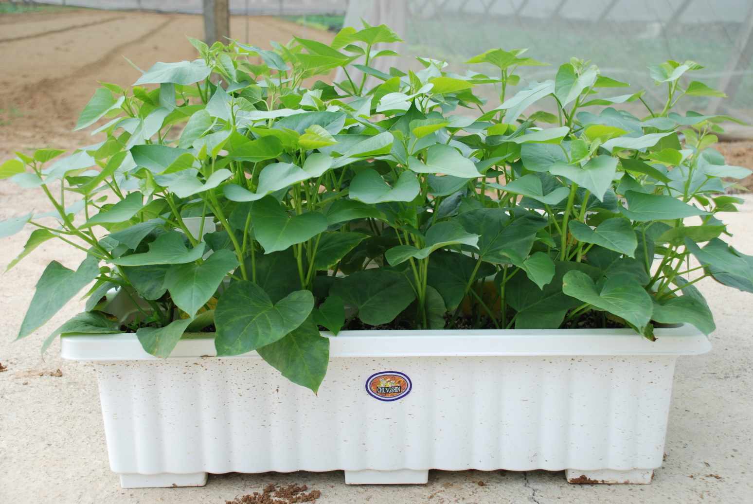 地瓜葉大翻身,養生健康的大眾食材_img_1