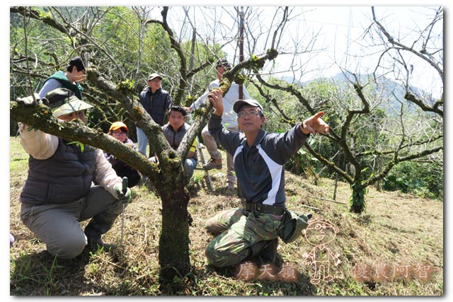 日本認證樹醫劉東啟：無毒樹木醫學發展果樹修剪與養護技術_img_3