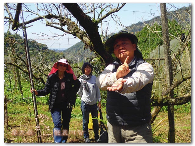 日本認證樹醫劉東啟：無毒樹木醫學發展果樹修剪與養護技術_img_5