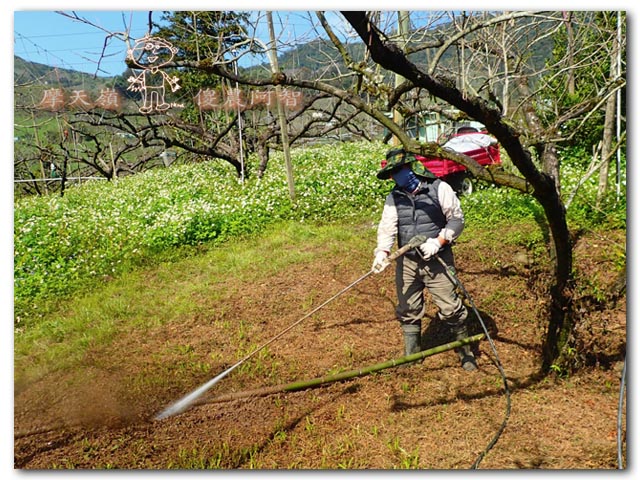 日本認證樹醫劉東啟：無毒樹木醫學發展果樹修剪與養護技術_img_11
