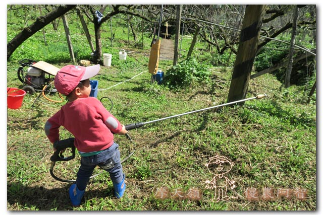 日本認證樹醫劉東啟：無毒樹木醫學發展果樹修剪與養護技術_img_4