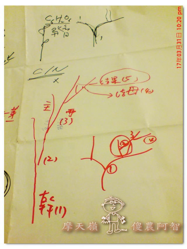 日本認證樹醫劉東啟：無毒樹木醫學發展果樹修剪與養護技術_img_7