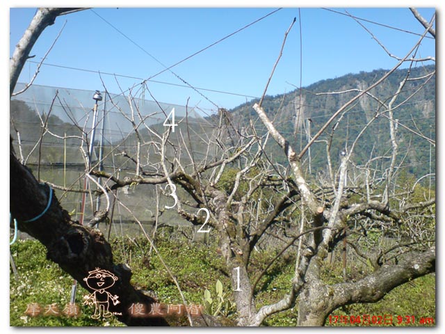 日本認證樹醫劉東啟：無毒樹木醫學發展果樹修剪與養護技術_img_9