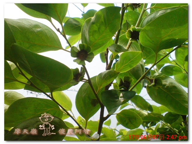 從科學的角度 解釋富有甜柿的生理落果現象與環刻的作用機制_img_1