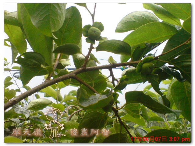 從科學的角度 解釋富有甜柿的生理落果現象與環刻的作用機制_img_11