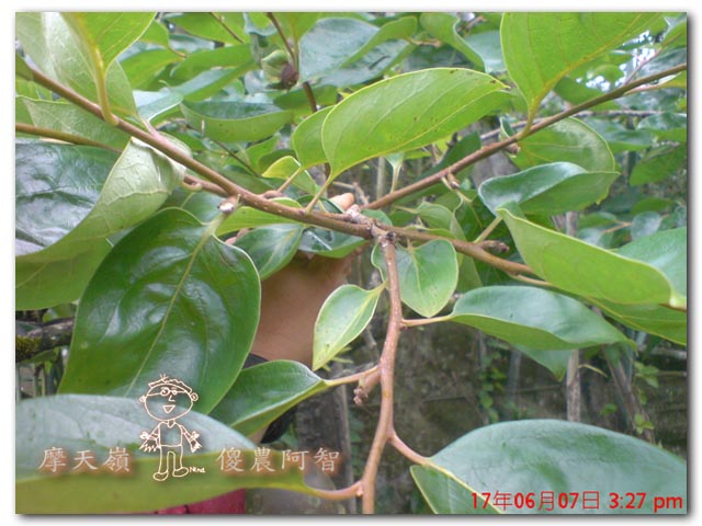 從科學的角度 解釋富有甜柿的生理落果現象與環刻的作用機制_img_4