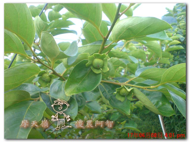 從科學的角度 解釋富有甜柿的生理落果現象與環刻的作用機制_img_6