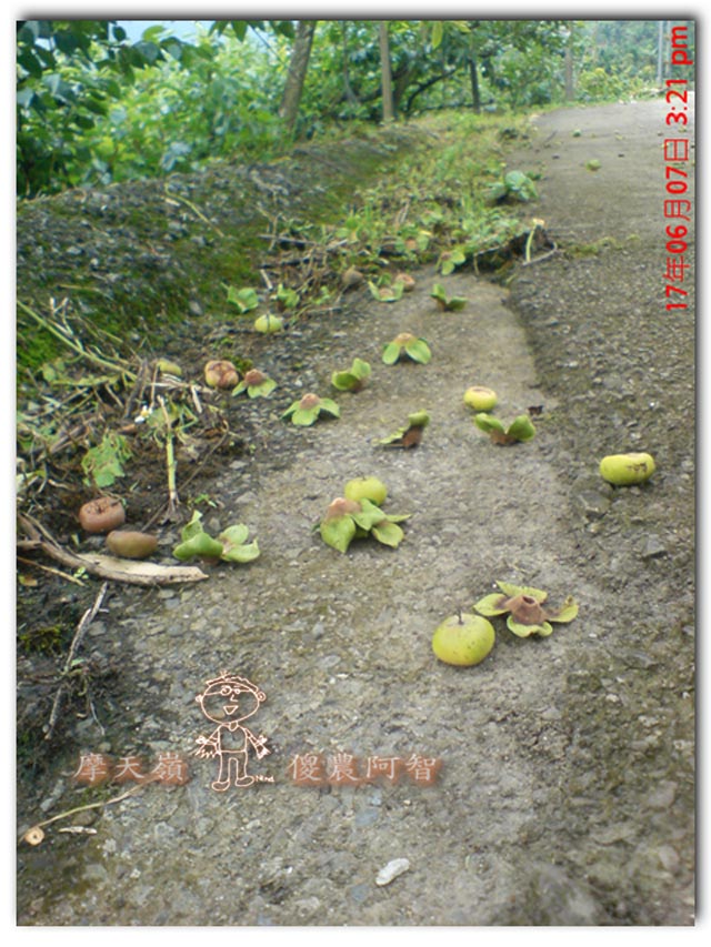 從科學的角度 解釋富有甜柿的生理落果現象與環刻的作用機制_img_2