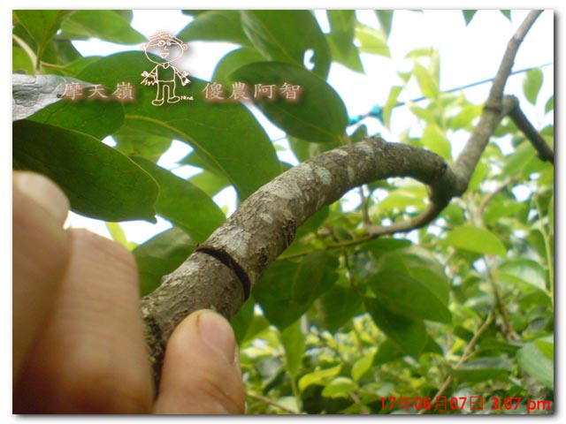 從科學的角度 解釋富有甜柿的生理落果現象與環刻的作用機制_img_10