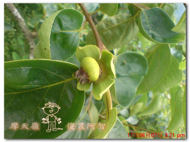 從科學的角度 解釋富有甜柿的生理落果現象與環刻的作用機制_img_3