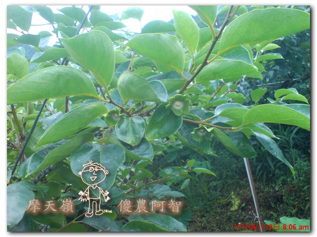 從科學的角度 解釋富有甜柿的生理落果現象與環刻的作用機制_img_7