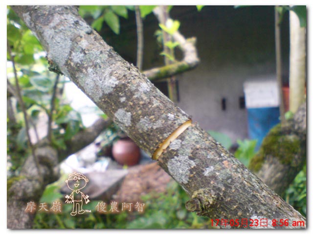 從科學的角度 解釋富有甜柿的生理落果現象與環刻的作用機制_img_9