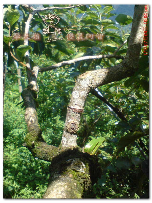 從科學的角度 解釋富有甜柿的生理落果現象與環刻的作用機制_img_12