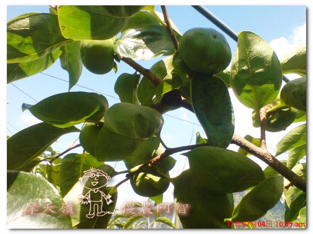 從科學的角度 解釋富有甜柿的生理落果現象與環刻的作用機制_img_13