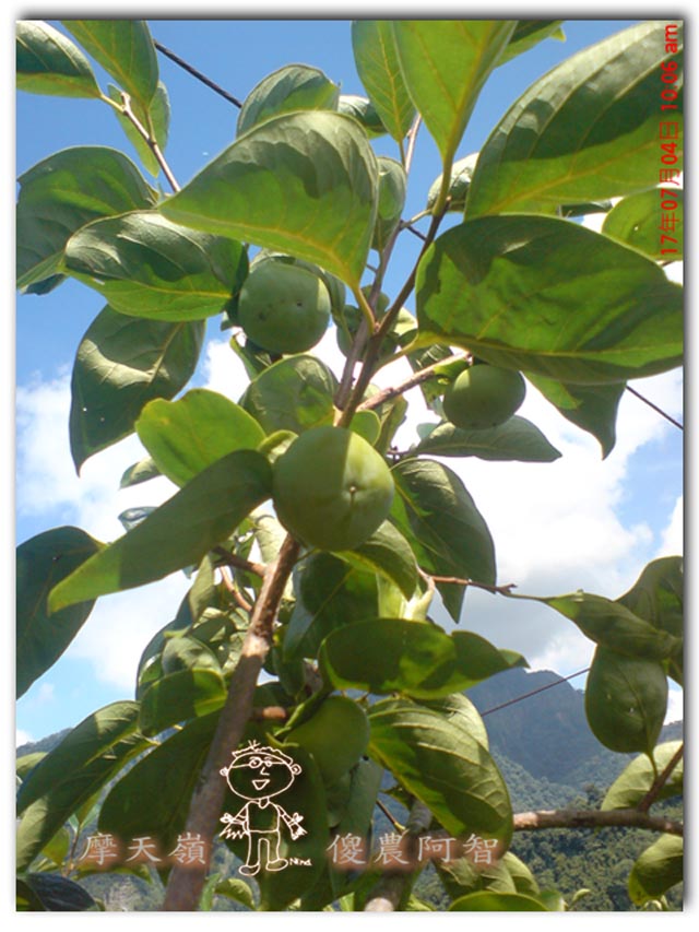 從科學的角度 解釋富有甜柿的生理落果現象與環刻的作用機制_img_15