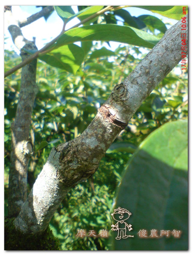 從科學的角度 解釋富有甜柿的生理落果現象與環刻的作用機制_img_14