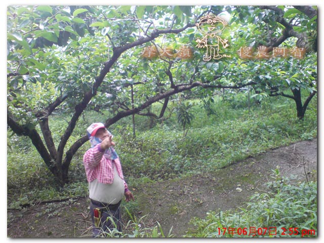 從科學的角度 解釋富有甜柿的生理落果現象與環刻的作用機制_img_16