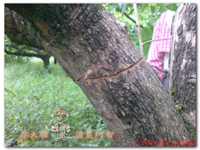 從科學的角度 解釋富有甜柿的生理落果現象與環刻的作用機制_img_17