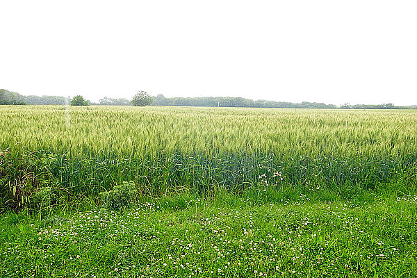 法國奧維│探尋梵谷最後的足跡_img_7