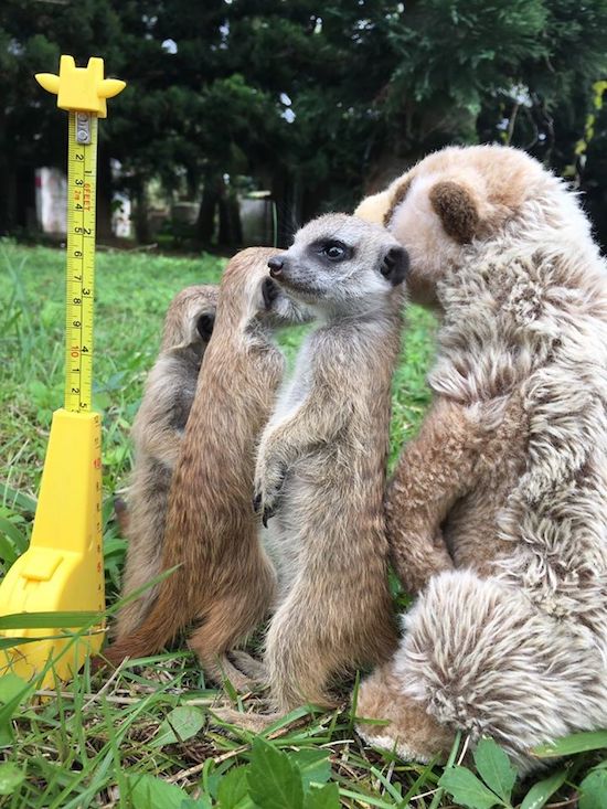 全台人氣主題樂園大點名 趁週末帶著小朋友一起重溫童年美好時光吧！_img_14