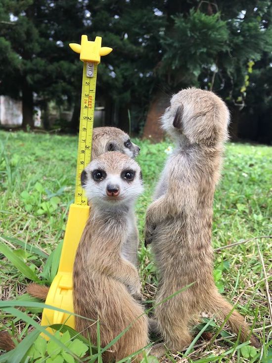 全台人氣主題樂園大點名 趁週末帶著小朋友一起重溫童年美好時光吧！_img_15