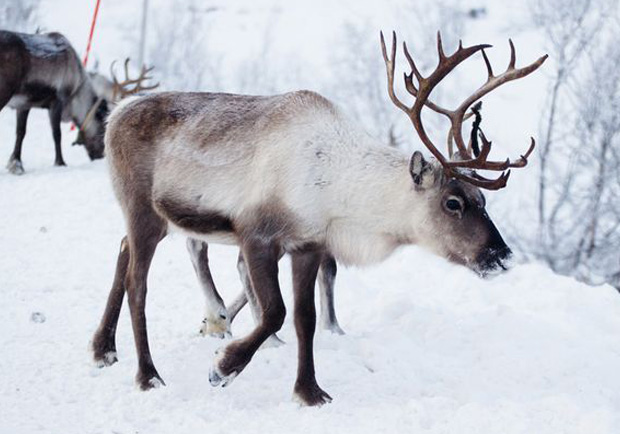 越野越好味 你沒聽過的加拿大奇珍異饈_img_8