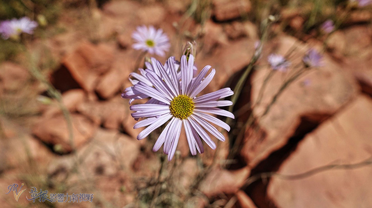 壯麗大峽谷 踏上明亮天使步道_img_22