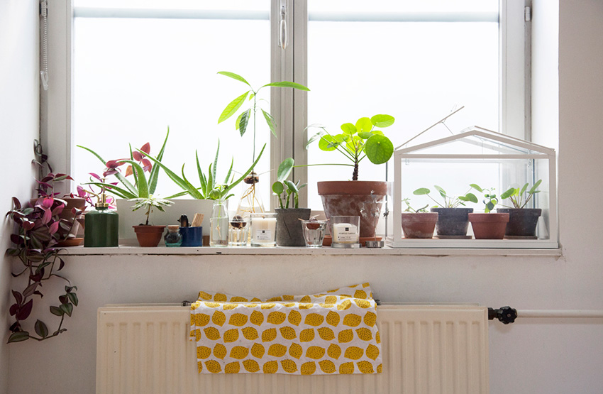 植物就是人生!荷蘭概念店總監 Lynn 的單人綠手指公寓_img_7